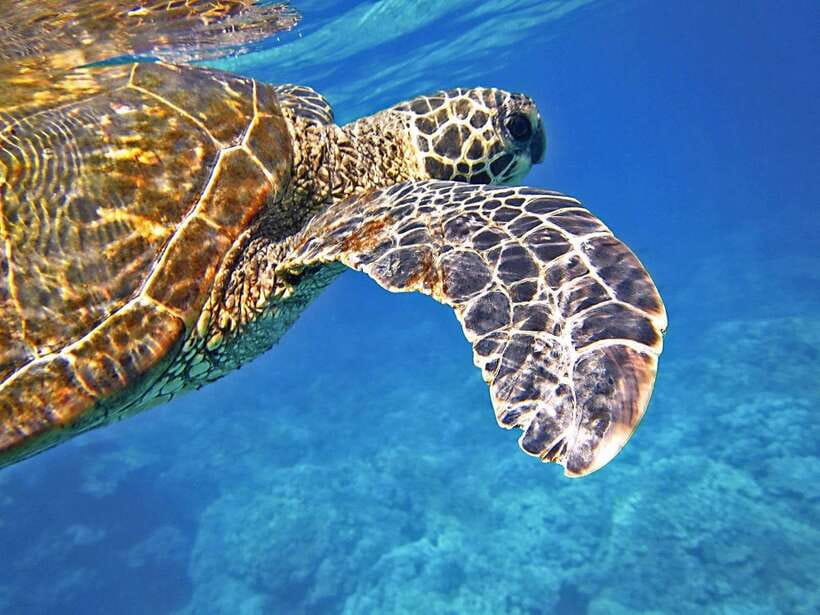 Port Barton: Island Hopping to Turtle Spot & Reef with Lunch - Turtle Spot: a lucky wildlife encounter