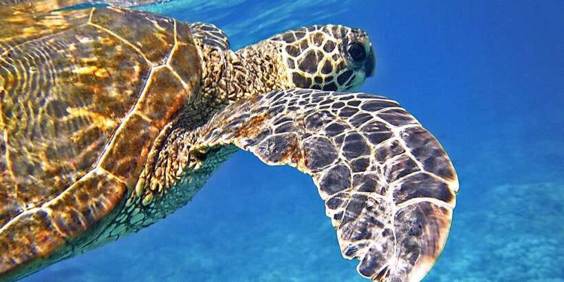 Port Barton: Island Hopping to Turtle Spot & Reef with Lunch - The crew, music, and overall mood