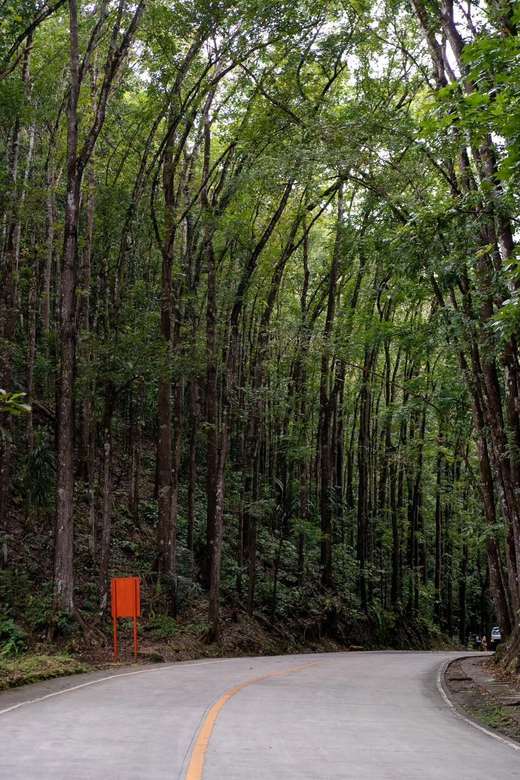 PREMIUM Cebu-Bohol Day Tour with Roundtrip Ferry Transfers - Bilar Man-Made Forest and the road through mahogany trees