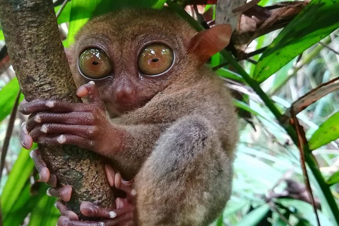 Private Day Trip Cebu to Bohol w/ Chocolate Hills & Loboc Cruise - Lunch on the Loboc River