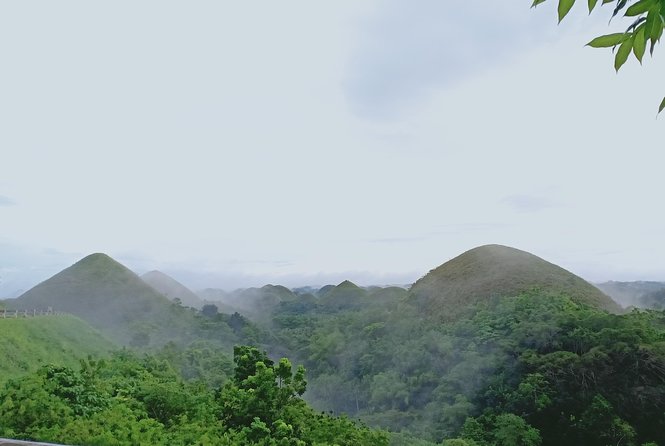 Private Day Trip Cebu to Bohol w/ Chocolate Hills & Loboc Cruise - The mahogany forest and optional butterfly stop