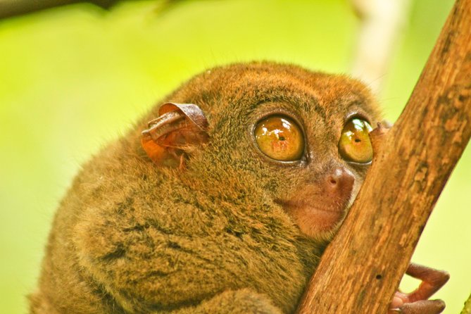 Private Day Trip Cebu to Bohol w/ Chocolate Hills & Loboc Cruise - Chocolate Hills: the essential Bohol view
