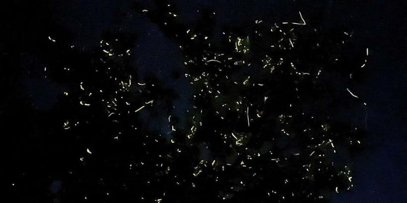 Private Firefly Watching Night Cruise on Bohol Abatan River - Key Points Before You Book