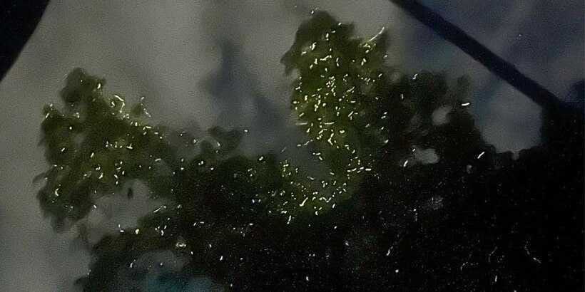 Private Firefly Watching Night Cruise on Bohol Abatan River - The 30 to 40 Minutes on the Abatan River
