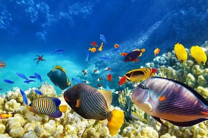 Private Island Hopping in Nasuluan, Hiltotongan and Caohngan - Key points to know before you book