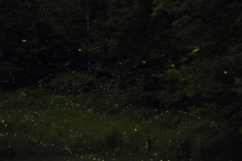 Puerto Princesa: Firefly Watching Bay Cruise with Dinner - Pickup from your hotel and the trip to the wharf