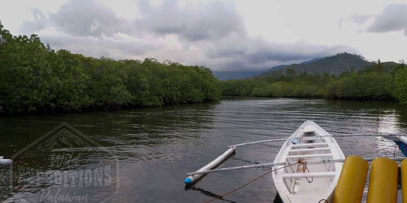 Puerto Princesa: Firefly Watching Paddle Boat Tour & Dinner - What the firefly display is really like
