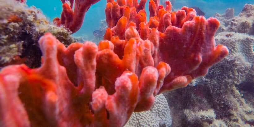 Puerto Princesa: Private Honda Bay Island Hopping Tour - Cowrie Island, the main beach stop
