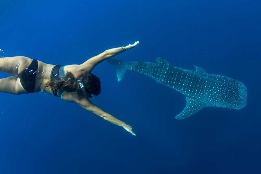 Puerto Princesa: Swim with Whale Sharks Boat Cruise - Key points to know before you book