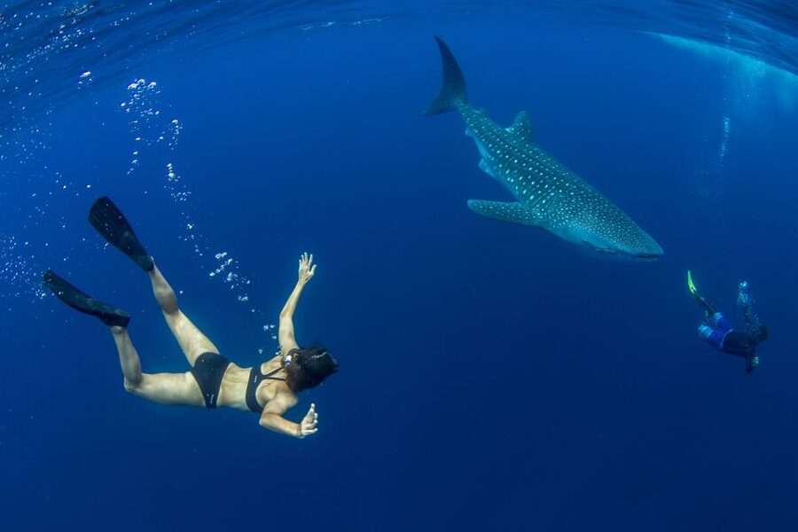 Puerto Princesa: Swim with Whale Sharks Boat Cruise - Baywalk is the starting point, then the search begins
