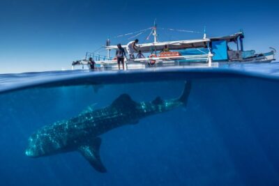 Swim with Whale Sharks Boat Cruise