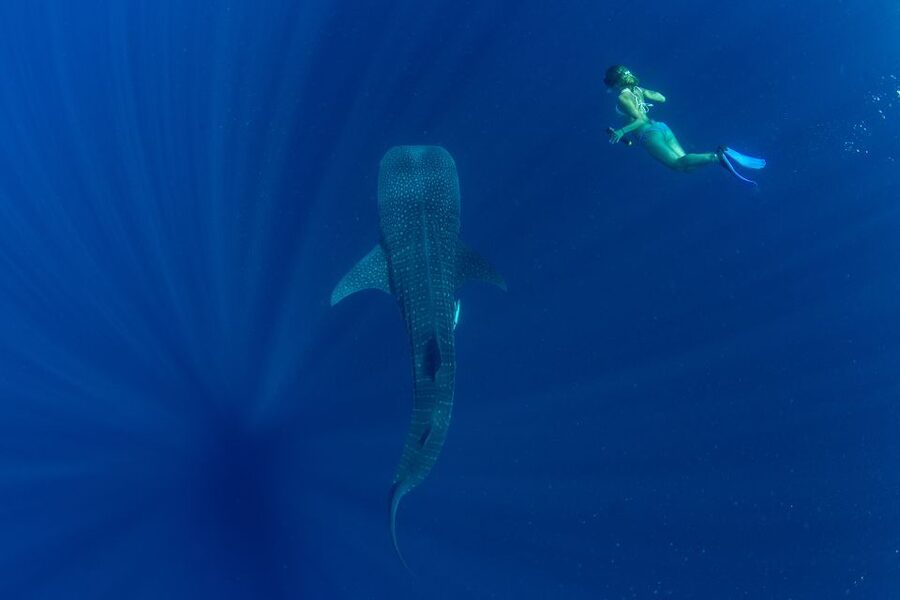Puerto Princesa: Swim with Whale Sharks Boat Cruise - How much value do you get for $60?