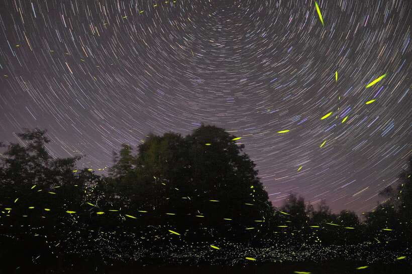 Puerto Princesa: Underground River and Firefly Watching Tour - Fireflies, Mangroves, And Bioluminescent Water