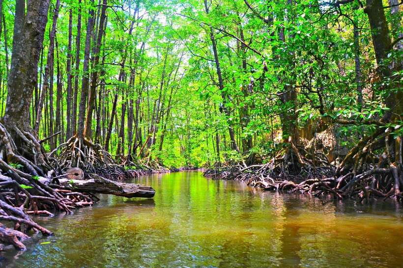 Puerto Princesa: Underground River, Zipline, Paddleboat Tour - Walking to the 800-meter Sabang X zipline