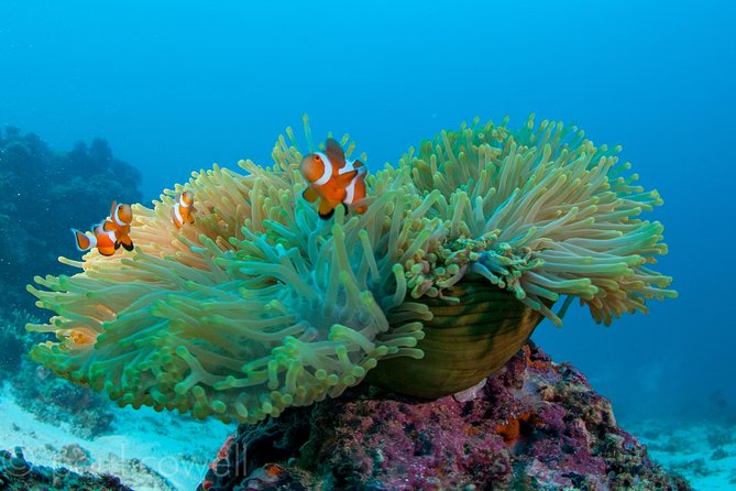 Scuba Diver Course (PADI) - Two days to begin your scuba training