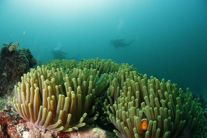 Scuba Diving in Boracay: SSI Basic Diver for Beginners - Starting at DiveGurus Boracay