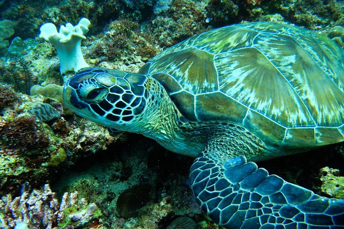 Scuba Diving in Boracay: SSI Basic Diver for Beginners - What is included, and what costs extra
