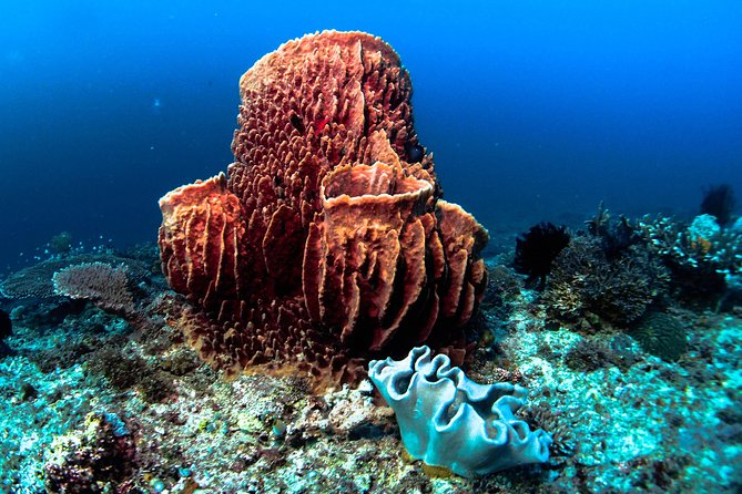 Scuba Diving in Boracay: SSI Basic Diver for Beginners - Your first hour: equipment, breathing, and basic rules