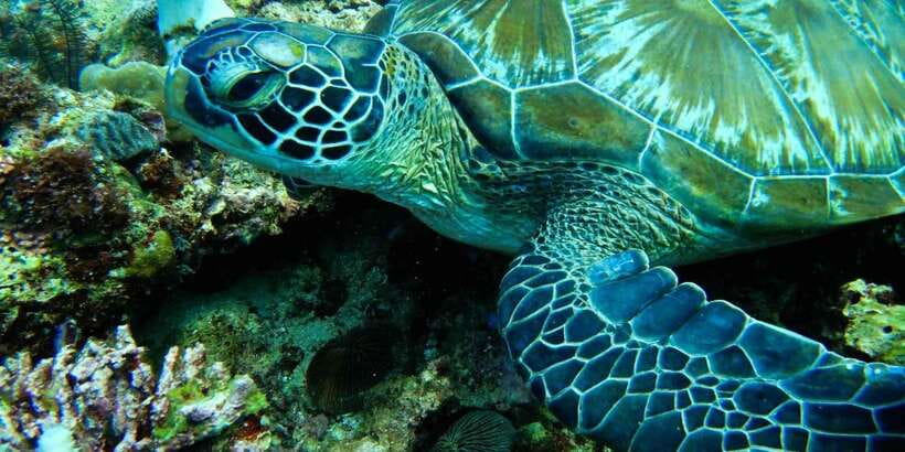 Scuba Diving in Boracay: SSI Open Water Certification - Four boat sessions turn practice into certification