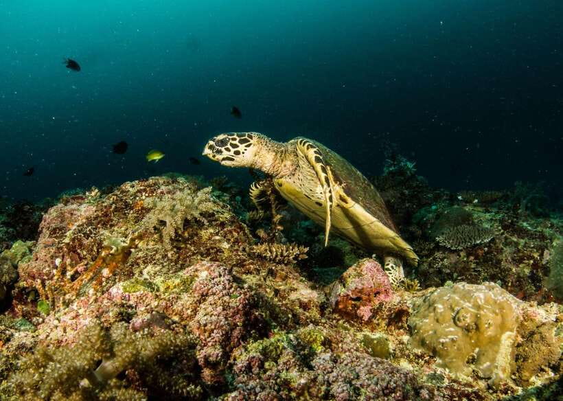 Scuba Diving in Boracay: SSI Open Water Certification - Safety rules that affect your travel plans