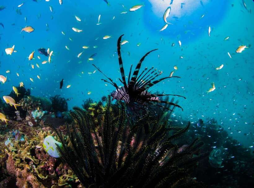 Scuba Diving in Boracay: SSI Open Water Certification - Language, meeting details, and what to clarify