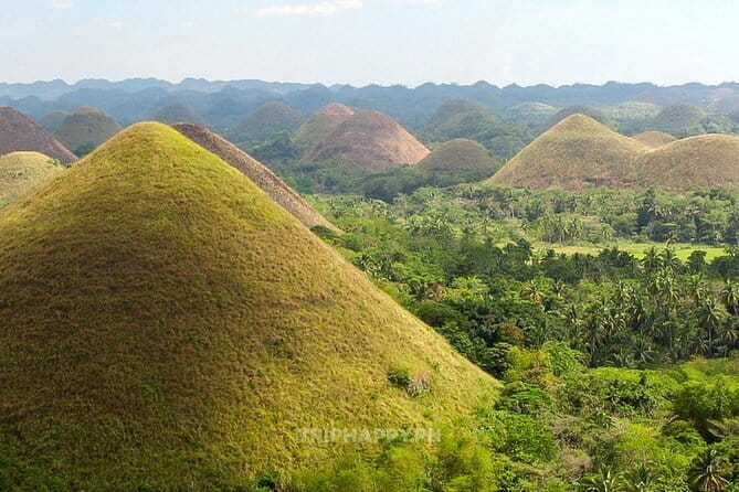 Shared Bohol Countryside Highlights Tour - Meeting Bohol’s tiny tarsiers