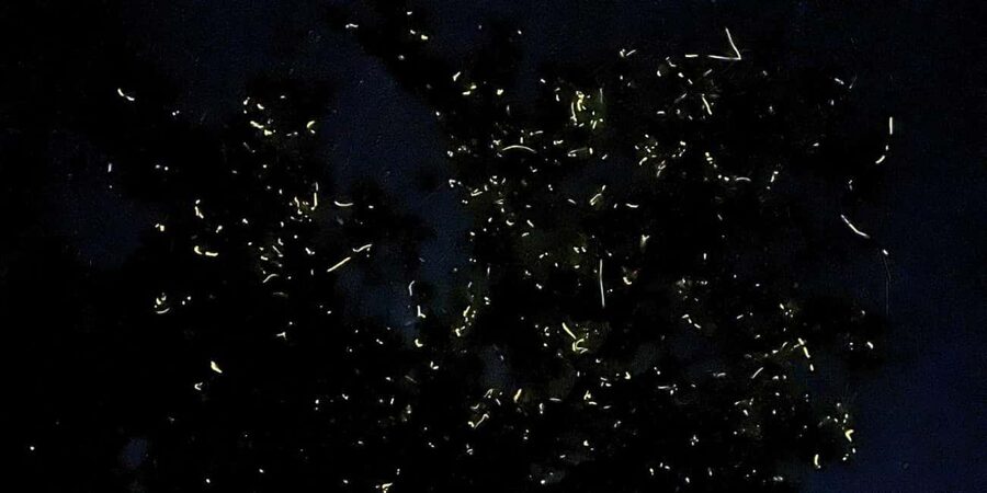 Shared Firefly Watching Cruise on Bohol’s Scenic Loboc River - What the Loboc River firefly cruise is really like