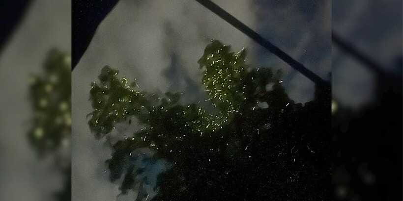 Shared Firefly Watching Cruise on Bohol’s Scenic Loboc River - Shared transport, timing, and comfort