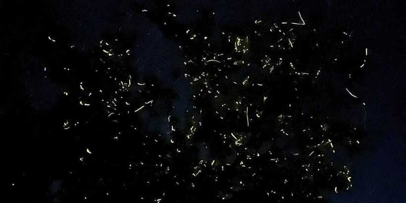Shared Firefly Watching Cruise on Bohol’s Scenic Loboc River - Who will enjoy this Bohol night tour?