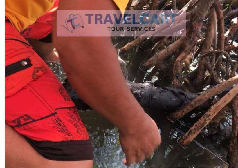 Shared Underground River with Mangrove Paddle Boat & LUNCH - Buffet lunch in Sabang