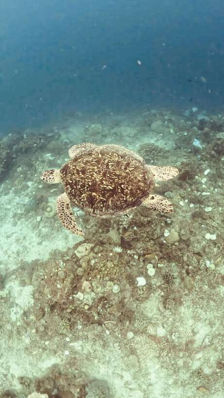 Siquijor: Freediving Adventure with Lunch and Beach Time - Why this Siquijor day trip is appealing