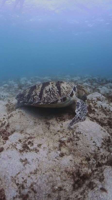 Siquijor: Freediving Adventure with Lunch and Beach Time - Tulapos Marine Sanctuary and the first water session