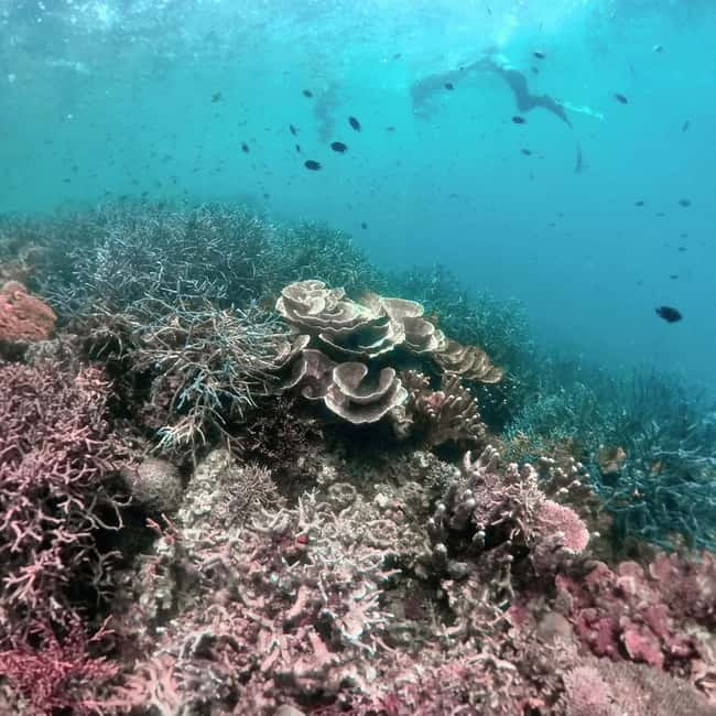 Siquijor: Jeepney Island Tour with Snorkeling - Snorkeling at Tulapos and the marine sanctuaries