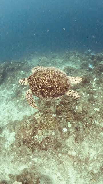 Siquijor: Jeepney Island Tour with Snorkeling - What the $86 price includes