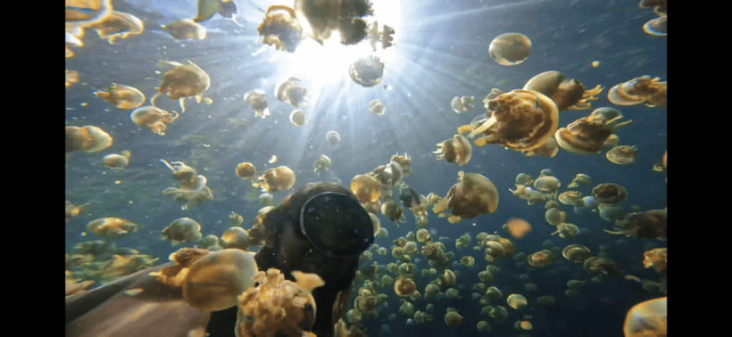 SOHOTON COVE TOUR - Swimming with the stingless jellyfish