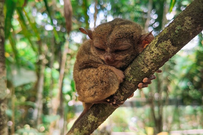 The tour of the must-see sites of Bohol - Why this full-day route works