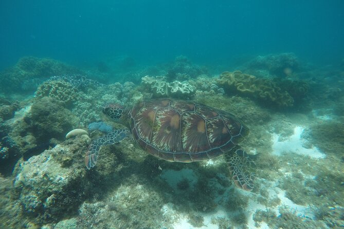 Whale Shark, Canyoneering, Sardines Run and Turtles with Transpo - Why this tour works for a packed Cebu day