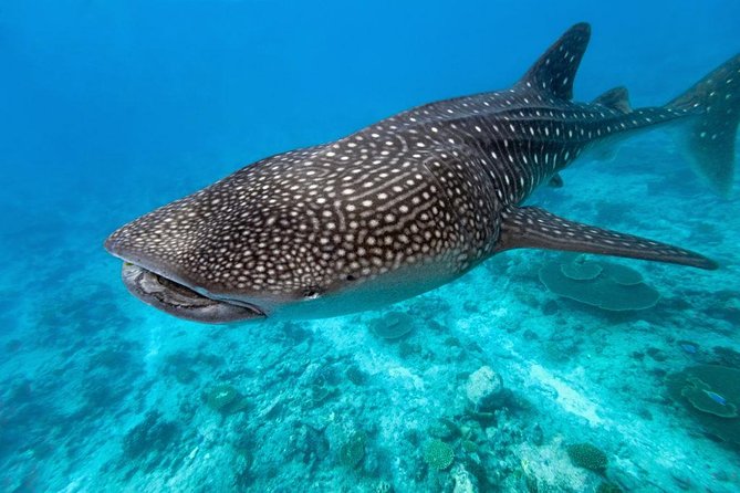 Whale Shark Encounter and Sumilon Sandbar with Kawasan Falls - Kawasan Falls After Hours on the Road