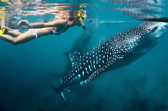Whale Shark Encounter and Sumilon Sandbar with Kawasan Falls - Is $200 Good Value for This Day?