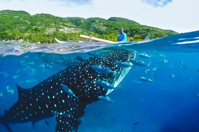 Whale Shark Encounter and Tumalog Waterfalls Tour - Oslob’s whale shark briefing and banca ride