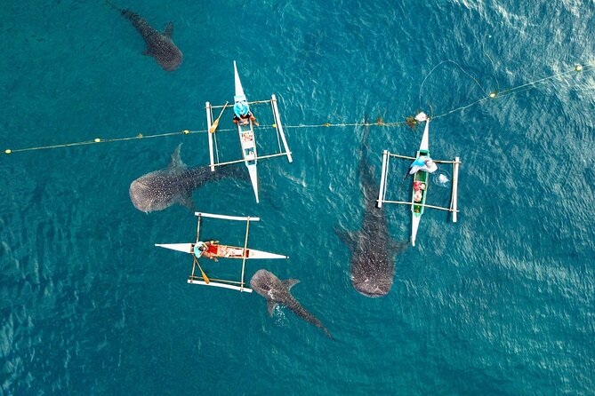 Whale Shark Encounter and Tumalog Waterfalls Tour - Tumalog Falls and the cool second act