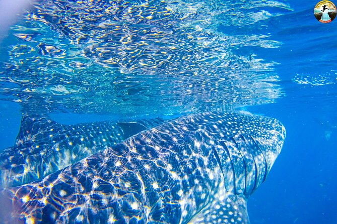 Whale Shark Swimming, Tumalog Falls and Kawasan Canyoneering - My verdict: book it for the full adventure