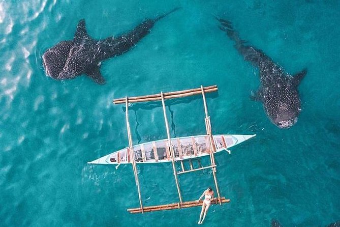 Whale Shark & Tumalog Falls & Sumilon Sandbar & Pescador Island with Sardines - Pescador Island and the best snorkeling