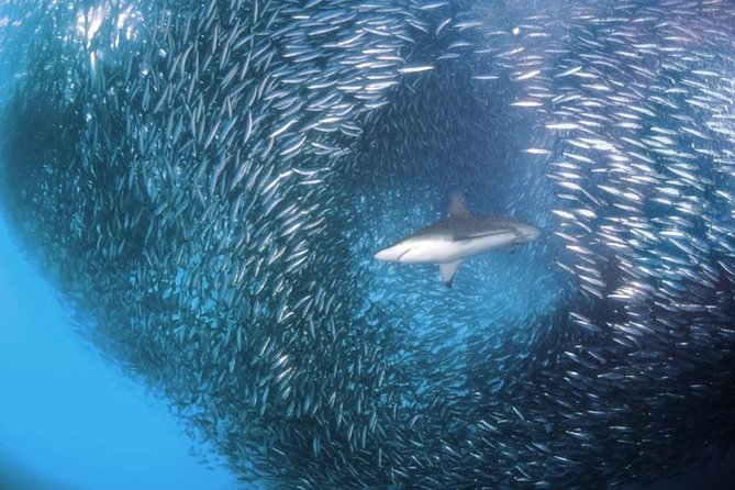Whale Shark & Tumalog Falls & Sumilon Sandbar & Pescador Island with Sardines - Moalboal’s sardines and sea turtles