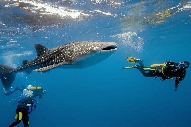 Whale Shark Watching and Sumilon Sandbar Private Tour Package - Why this Cebu day trip takes all day