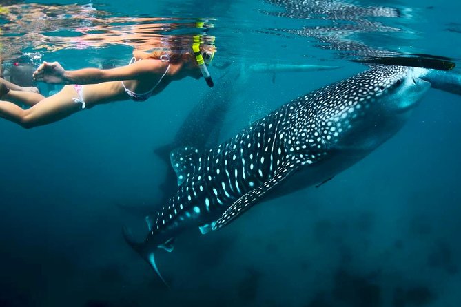 Whale Shark Watching and Sumilon Sandbar Private Tour Package - Tumalog Falls adds a cooler change of pace