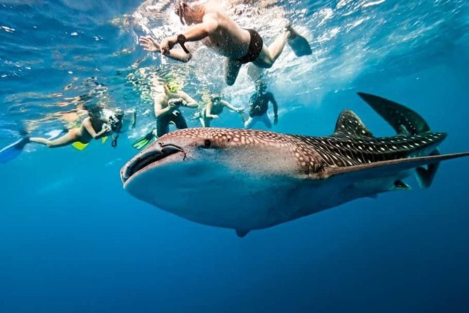 Whale Shark Watching + Simala Church Day Tour - Meeting whale sharks in the Oslob area