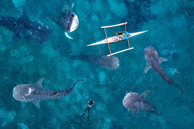 Whale Shark Watching & Tumalog Falls & Kawasan Falls - Oslob whale shark watching at the start