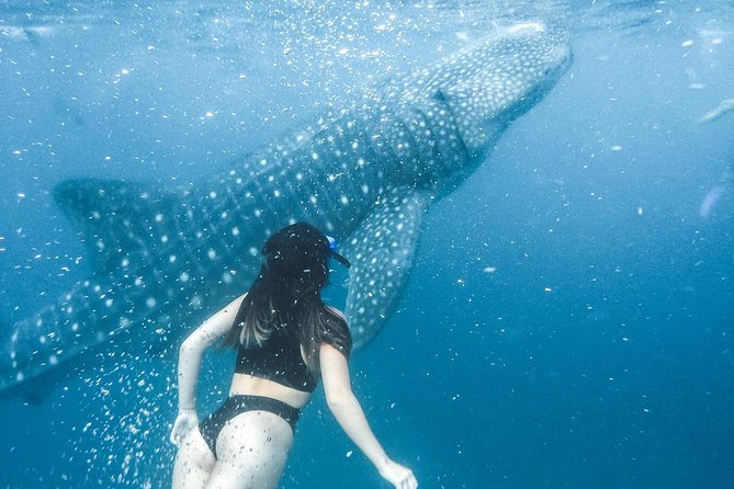 Whale Shark Watching & Tumalog Falls & Kawasan Falls - The long private drive is part of the experience