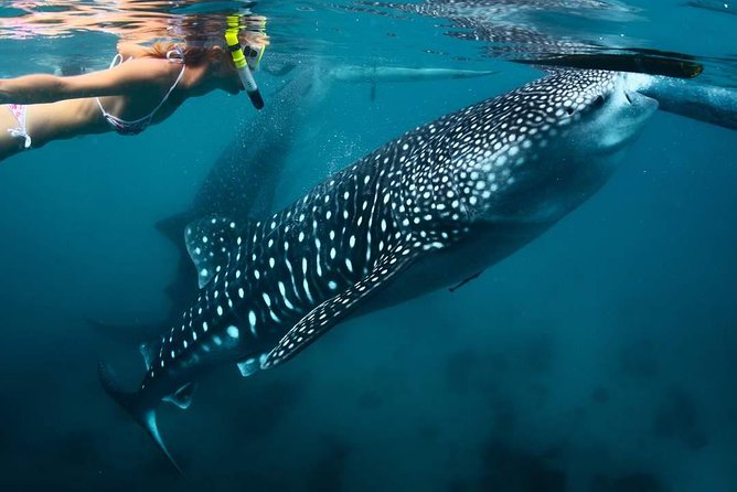 Whale Shark Watching & Tumalog Falls & Kawasan Falls - Tumalog Falls for a cool change